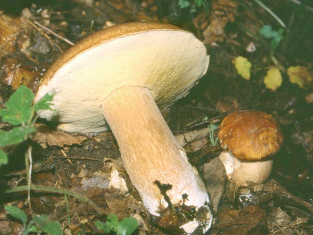 Porcino faggeta Monte Baldo